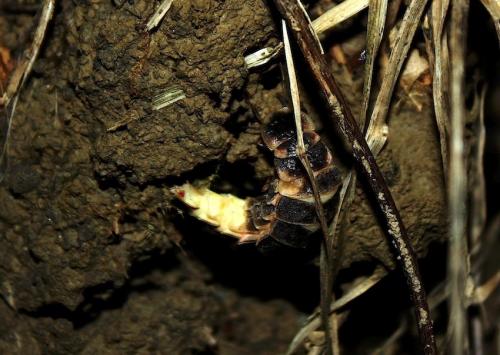 Lampyris sp.